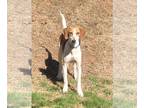 Beagle Mix DOG FOR ADOPTION RGADN-1223165 - Rooster - Beagle / Hound / Mixed Dog