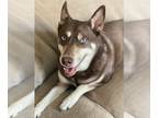 Siberian Husky DOG FOR ADOPTION RGADN-1223168 - Jack (Husky) - Siberian Husky