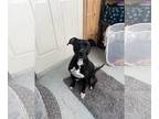 Labrador Retriever Mix DOG FOR ADOPTION RGADN-1223172 - Fanny - Labrador