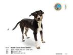 Huskies Mix DOG FOR ADOPTION RGADN-1223176 - ROWDY - Husky / Mixed (medium coat)