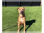 American Pit Bull Terrier Mix DOG FOR ADOPTION RGADN-1223178 - LEWIS - Pit Bull