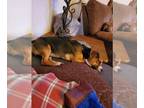 Boglen Terrier DOG FOR ADOPTION RGADN-1223179 - Tucker - Beagle / Boston Terrier