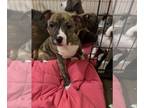 American Pit Bull Terrier Mix DOG FOR ADOPTION RGADN-1223183 - GRANT - American