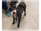 American Pit Bull Terrier Mix DOG FOR ADOPTION RGADN-1223192 - HANNAH - Pit Bull