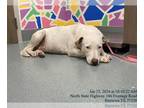 American Pit Bull Terrier DOG FOR ADOPTION RGADN-1223203 - LAUREN GREEN - Pit