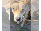 Siberian Husky Mix DOG FOR ADOPTION RGADN-1223217 - Hope (SC) - Terrier /