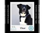 Great Pyrenees Mix DOG FOR ADOPTION RGADN-1223220 - Thor (Elemental Paws) 012024