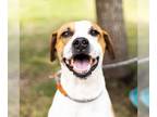 Pointer-Staffordshire Bull Terrier Mix DOG FOR ADOPTION RGADN-1223247 -