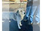 Anatolian Shepherd-Siberian Husky Mix DOG FOR ADOPTION RGADN-1223281 - BOWIE -