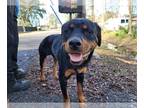 Rottweiler DOG FOR ADOPTION RGADN-1223287 - ROCKY - Rottweiler (short coat) Dog