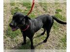 Rottweiler Mix DOG FOR ADOPTION RGADN-1223289 - ATHENA - Rottweiler / Mixed