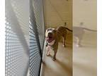 American Pit Bull Terrier DOG FOR ADOPTION RGADN-1223298 - SADIE - Pit Bull