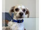 Havanese Mix DOG FOR ADOPTION RGADN-1223307 - Straub - Havanese / Mixed Dog For