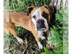 Boxer DOG FOR ADOPTION RGADN-1223336 - Juliet - Boxer Dog For Adoption