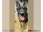 German Shepherd Dog DOG FOR ADOPTION RGADN-1223339 - Jäger - German Shepherd