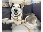 Australian Shepherd Mix DOG FOR ADOPTION RGADN-1223341 - IN FOSTER: RENATA -