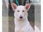 German Shepherd Dog Mix DOG FOR ADOPTION RGADN-1223356 - 240043 Arabella -