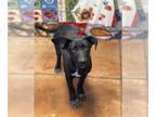 Basset Hound-Labrador Retriever Mix DOG FOR ADOPTION RGADN-1223365 - Sven -