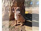 Bullboxer Pit DOG FOR ADOPTION RGADN-1223378 - ANA - Boxer / Pit Bull Terrier /