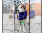 Mix DOG FOR ADOPTION RGADN-1223379 - DUKE - Husky (medium coat) Dog For