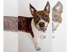 American Staffordshire Terrier-Australian Cattle Dog Mix DOG FOR ADOPTION
