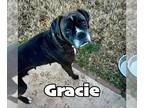 Boxer DOG FOR ADOPTION RGADN-1223413 - Gracie Lou - Boxer (short coat) Dog For