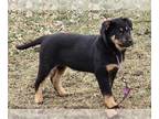 Rottweiler Mix DOG FOR ADOPTION RGADN-1223415 - Spice - Shepherd / Rottweiler /