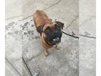 Boxer DOG FOR ADOPTION RGADN-1223431 - Lola V - Boxer Dog For Adoption