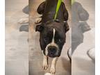 Boxer DOG FOR ADOPTION RGADN-1223432 - Poe II - Boxer Dog For Adoption
