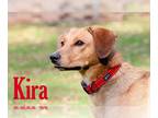 Chow Chow Mix DOG FOR ADOPTION RGADN-1223455 - Kira - Hound / Chow Chow / Mixed