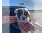 Huskies -Saint Bernard Mix DOG FOR ADOPTION RGADN-1223475 - Bobo (MM) - Saint