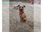 German Shepherd Dog Mix DOG FOR ADOPTION RGADN-1223479 - Glenna - German