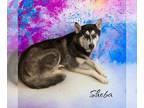 Mix DOG FOR ADOPTION RGADN-1223488 - Sheba - Husky Dog For Adoption