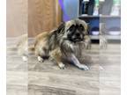 Shiranian DOG FOR ADOPTION RGADN-1223512 - Samson - Pomeranian / Shih Tzu /