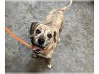 American Staffordshire Terrier-Beagle Mix DOG FOR ADOPTION RGADN-1223542 -
