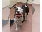 Staffordshire Bull Terrier DOG FOR ADOPTION RGADN-1223556 - BOULDER -