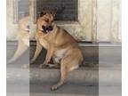 Shepradors DOG FOR ADOPTION RGADN-1223558 - MAVERICK - German Shepherd Dog /