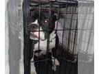 Staffordshire Bull Terrier Mix DOG FOR ADOPTION RGADN-1223559 - MAYHAM -