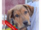 Collie-German Shepherd Dog Mix DOG FOR ADOPTION RGADN-1223564 - Scamp - German