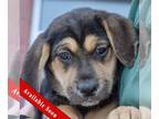 Coonhound Mix DOG FOR ADOPTION RGADN-1223567 - Daphne - Black Labrador Retriever