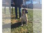 German Shepherd Dog Mix DOG FOR ADOPTION RGADN-1223576 - Suzie Q - German