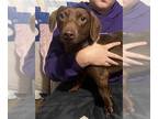 Dachshund-Labrador Retriever Mix DOG FOR ADOPTION RGADN-1223596 - BIGGIE SMALLS