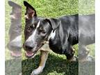 Australian Shepherd-Staffordshire Bull Terrier Mix DOG FOR ADOPTION