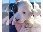 Huskies -Saint Bernard Mix DOG FOR ADOPTION RGADN-1223608 - Rowena (MM) - Saint
