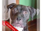 American Staffordshire Terrier Mix DOG FOR ADOPTION RGADN-1223622 - Sadie -