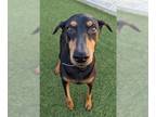 Doberman Pinscher DOG FOR ADOPTION RGADN-1223651 - DAISY - Doberman Pinscher