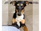 Doberman Pinscher-Huskies Mix DOG FOR ADOPTION RGADN-1223667 - Jenga - Doberman