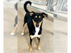 Doberman Pinscher-Huskies Mix DOG FOR ADOPTION RGADN-1223668 - Lego - Doberman