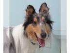 Collie DOG FOR ADOPTION RGADN-1223674 - Presley (pending adoption) - Collie