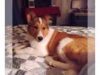 Collie Mix DOG FOR ADOPTION RGADN-1223676 - Ginger (adoption Pending) - Collie /